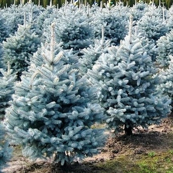 Саженцы Ели колючей голубой Маджестик Блю (Picea pungens Glauca Majestic Blue) Р9