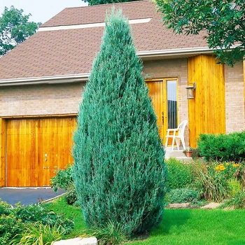 Саженцы Можжевельника скального Скайрокет (Juniperus scopulorum Skyrocket) Р9