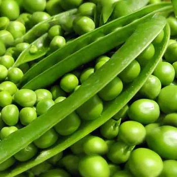 Семена гороха Сомервуд супер сладкий, Syngenta, Голландия - 100 шт (Агро Імідж)