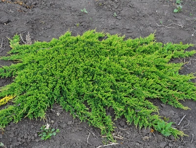 Саженцы Можжевельника горизонтального Принц Уэльский (Juniperus horizontalis Prince of Welles) Р9