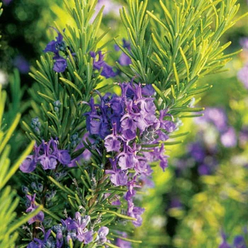 Саженцы Розмарина лекарственного (Salvia rosmarinus) Р9