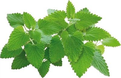 Wkład wymienny Click&Grow Kocimiętka 3 kapsułki (4742793007465)