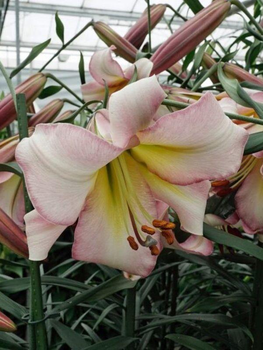 Клубни и луковицы — купить в Украине: цена, отзывы на ROZETKA