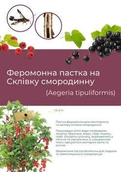 Феромонна пастка на склівку смородинну (пастка + феромон)