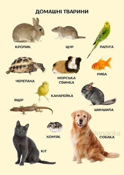 Учебный постер ламинированный А4 Домашние животные