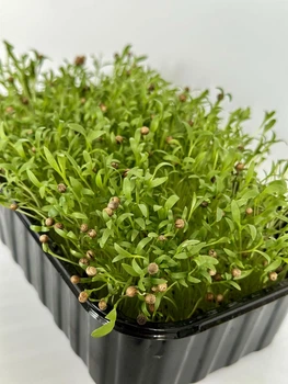 Микрозелень кинза растущая 35 г