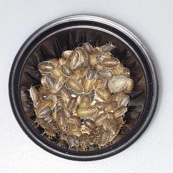 Аргентинские тараканы ( Blaptica Dubia ) - Живые кормовые насекомые для рептилий, птиц, ежей, гекконов, насекомоядных животных 0,5-1 см 50 шт