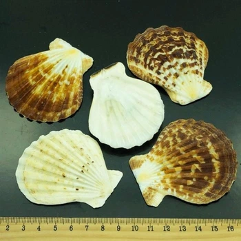 Гребешок пектен радула PECTEN RADULA за 200 грамм