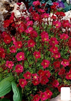 Камнеломка Арендса "Highlander Red" (179317)