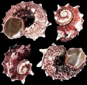 Морські мушлі Ангарія дельфін Angaria delphinus, розмір 4-5см