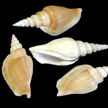 Морские раковины стромбус виттатус Vittatus strombus, размер: 6-7.5 см