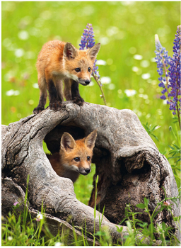 Puzzle Ravensburger Curious Foxes 300 elementów (4005555008712)