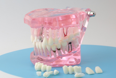 Модель стоматологическая демонстрационная (разборная) розовая