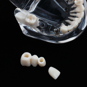 Модель стоматологічна демонстраційна