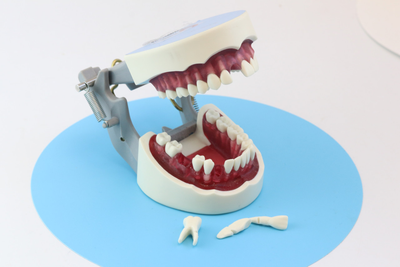 Модель стоматологическая Columbia Dentoform тренировочная для фантома.