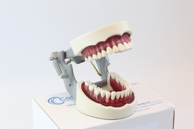 Модель стоматологическая Columbia Dentoform тренировочная для фантома.