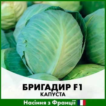 Білоголова капуста Clause Бригадир F1, 100 шт