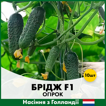 Огурец Rijk Zwaan Бридж F1, 10 шт