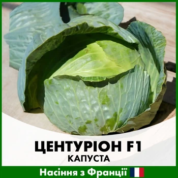 Белоголовая капуста Clause Центурион F1, 100 шт