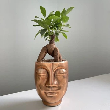 Бонсай Фикус Гинсенг Микрокарпа Ficus Microcarpa Ginseng, 10х30см в кашпо бронза (15549)