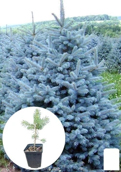 Ялина блакитна "Majestic Blue" вазон С1,5, висота 15-30см (111943)