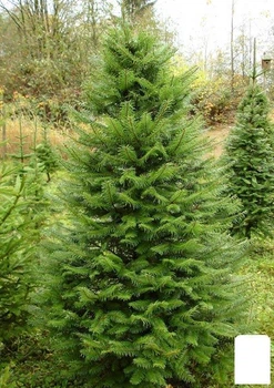 Псевдотсуга "Мензиса" (Menziesii) горшок P9 (38182)