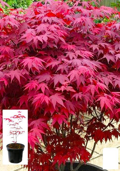 Клен 3-х річний віяловий пальмолистий "Атропурпуреум" (Acer palmatum 'Atropurpureum") С2 висота 40-70см (61512)