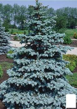 Ялина Мейєра "Picea Meyeri" вазон С2, висота 20-35см (112444)