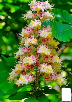 Каштан конский "Aesculus" (красивоцветущее дерево) высота 20-50см (120914)