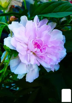 Калистегия махровая вьющаяся (Calystegia hederacea Flore Pleno) (корневище) (52695)