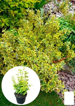 Бересклет Форчуна 2-х річний "Emerald Gold" (висота 20-40см) (114817)