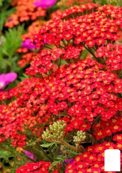 Тысячелистник красный "Flowerburst Red Shades" вазон С2 (115630)