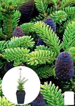 Пихта Корейская 5-и летняя (Abies Koreana) высота 40-60 см (116270)