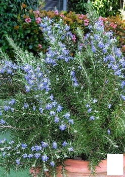 Розмарин Голубой "Benenden Blue" (116435)