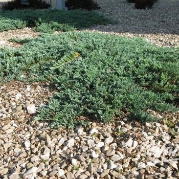 Саженцы Можжевельника горизонтального Айс Блю (Juniperus horizontalis Icee Blue) Р9