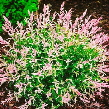 Саженцы Ивы цельнолистной японской Хакуро Нишики (Salix integra Hakuro Nishiki) Р9