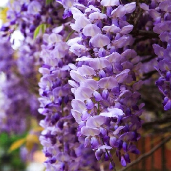 Саженцы Глицинии Прекрасный пейзаж (Wisteria Beautiful landscape)