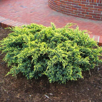 Саженцы Можжевельника чешуйчатого Дрим Джой (Juniperus squamata Dream Joy) Р9