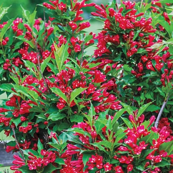 Саженцы Вейгелы гибридной Ред Принц (Weigela hybrida Red Prince) Р9