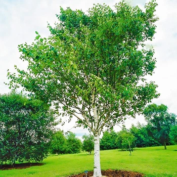 Саженцы Берёзы повислой (Betula pendula)
