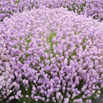 Саженцы Лаванды узколистной Розеа (Lavandula angustifolia Rosea) Р9