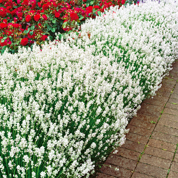 Саджанці Лаванди вузьколистої Біла (Lavandula angustifolia) Р9