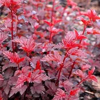 Саженцы Пузыреплодник калинолистный Леди ин Рэд (Physocarpus opulifolius Lady in Red) Р9