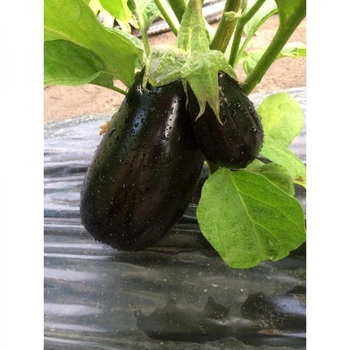 Семена баклажана Модар F1, Spark Seeds, 10 шт.