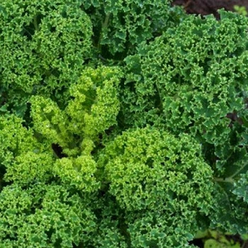 Насіння капусти листова Капрал, Moravoseed, 1 г.