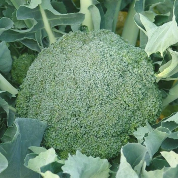 Насіння капусти брокколі Лімба, Moravoseed, 20 шт.