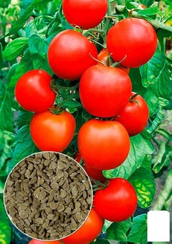 На развес Томат "Талисман" Agro-Market цена за 1г (178439)
