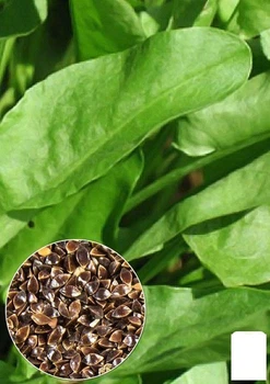 На вагу Щавель "Товстолистий" Agro-Market ціна за 6г (22087)