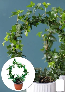 Плющ кімнатний "Shamrock" (арка) (177092)