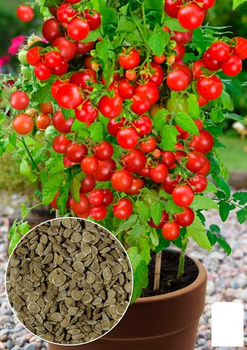 На вагу Томат кімнатний "Бонсай" Agro-Market ціна за 1г (178415)